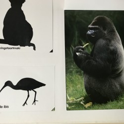 De dieren in de dierentuin. Flapjesboek.
