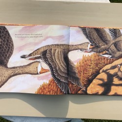 De herfst van de kleine gans