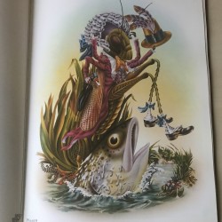 Het vlinderbal en het sprinkhanenfeest