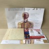 Het menselijk lichaam / human body. Ongebruikt