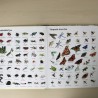 1001 dieren