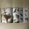 Dieren uit het bos. Een flap uit - een boek.