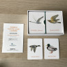 Memo : Vogels van de lage landen