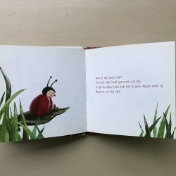 Keesje  Lieveheersbeestje