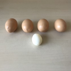 Eieren . Dit zijn geen mini’s van AH. Set 48.
